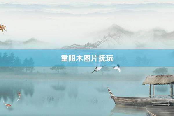 重阳木图片抚玩