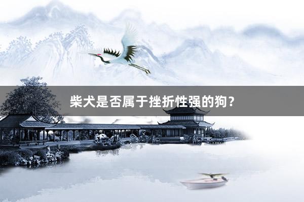 柴犬是否属于挫折性强的狗？