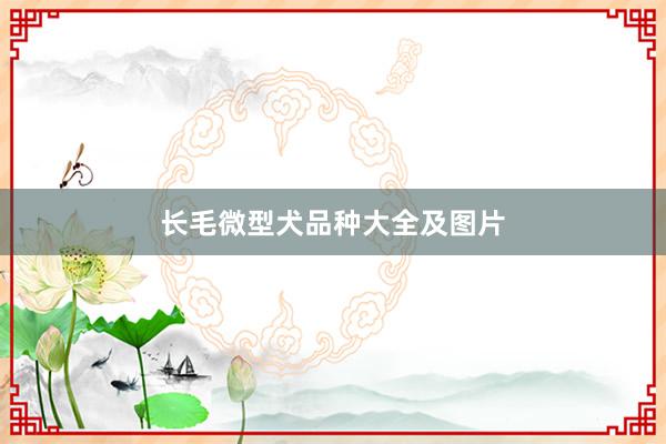 长毛微型犬品种大全及图片
